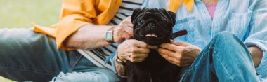 Yaşlı çiftlerin panoramik mahsulleri parkta köpekleri besliyor. 