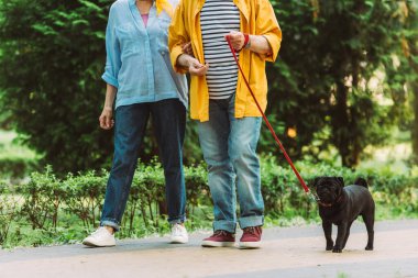 Cropped view of elderly couple walking pug dog on leash in park  clipart