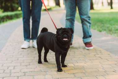 Tasmalı pug köpeğinin seçici odak noktası parkta yaşlı çiftin yanında duruyor. 