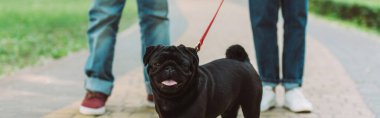 Horizontal crop of pug dog on leash looking at camera near couple in park  clipart