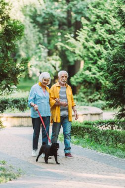 Selective focus of smiling senior woman walking pug dog on leash near husband in park  clipart