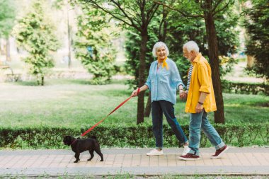 Smiling elderly couple holding hands while walking pug dog on leash in park  clipart