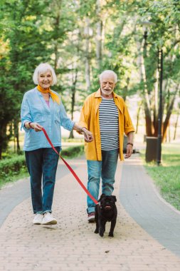 Smiling elderly couple walking pug dog on leash and holding hands in park clipart