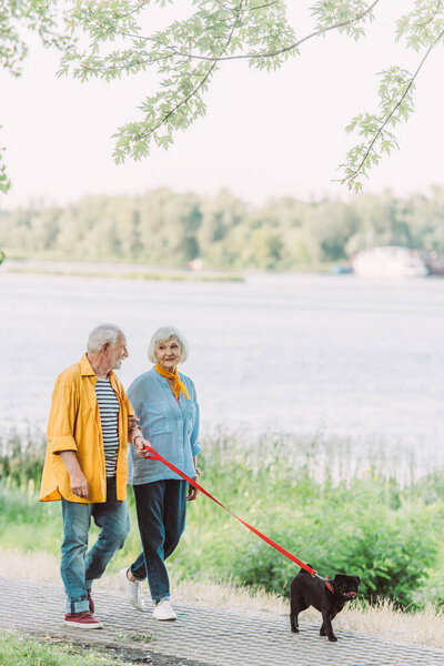 Smiling senior man looking at wife while walking with pug dog on leash in park 