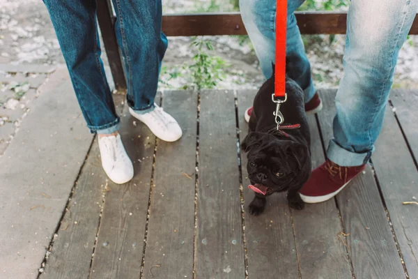 Selektivní Zaměření Pug Dog Stojící Blízkosti Starších Párů Parku — Stock fotografie