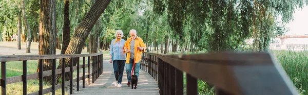 Panoramabild Leende Senior Par Promenader Med Mops Hund Koppel Bron — Stockfoto