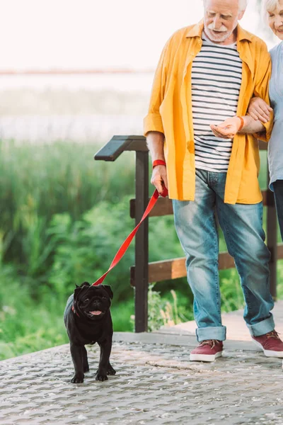 Vista Cortada Cão Pug Coleira Perto Casal Sênior Sorridente Parque — Fotografia de Stock