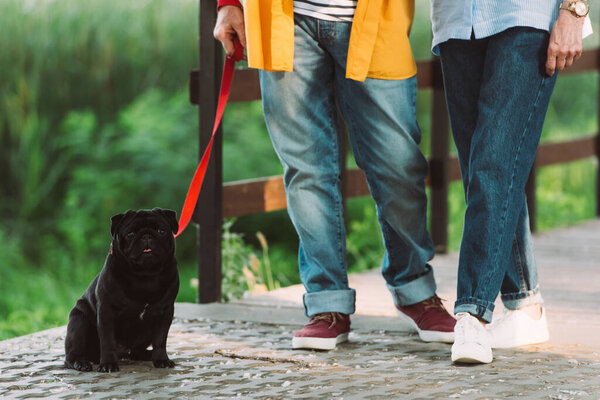 Cropped view of pug dog sitting near elderly couple on bridge in park 