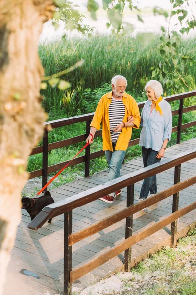 Foco Seletivo Homem Sorridente Passeando Com Esposa Cachorro Ponte Parque — Fotografia de Stock