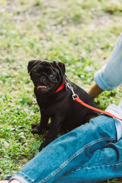 Fokus Selektif Anjing Pug Duduk Dekat Wanita Senior Rumput Taman — Stok Foto