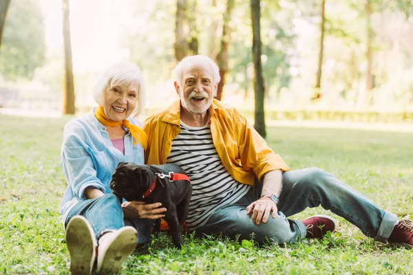 選択的な焦点の笑みを浮かべて高齢者のカップルとともにパグ犬は公園で草の上にカメラを見て — ストック写真