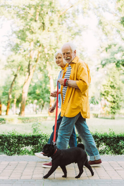 Side view of smiling senior man walking near wife and pug dog on leash in park 