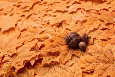 walnut and acorns on golden autumnal foliage background clipart