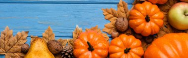 top view of autumnal harvest and foliage on blue wooden background, panoramic shot clipart