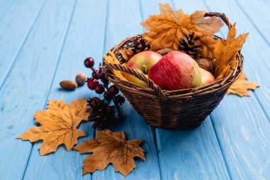 Mavi ahşap arka planda elmalar ve yapraklarla dolu sonbahar hasır sepeti.
