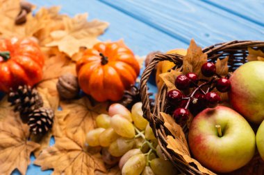 selective focus of autumnal harvest in basket and foliage on blue wooden background clipart