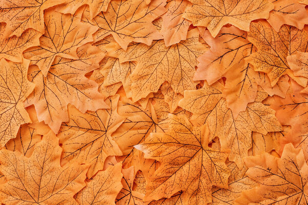 top view of golden autumnal foliage background