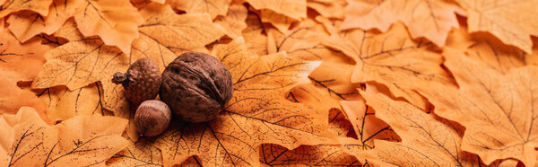 walnut and acorns on golden autumnal foliage background, panoramic shot
