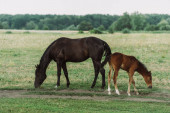 oldalnézetben barna ló csikó eszik zöld fű, míg legeltetés a területen