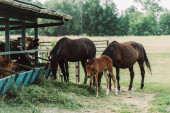 Braune Pferde mit Jungtier fressen Heu auf Bauernhof in der Nähe von Kuhstall