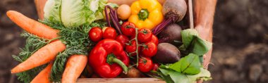 cropped view of farmer holding box full of ripe, fresh vegetables, website header clipart