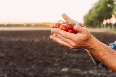 Taze vişneli domatesleri elinde tutan çiftlik sahibinin kısmi görüntüsü.