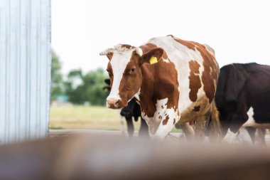 selective focus of cow with brown and white spots on dairy farm clipart