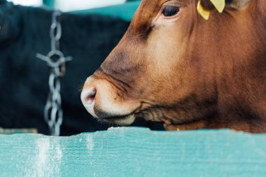 selective focus of brown calf near wooden fence in cowshed on dairy farm clipart