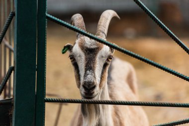 spotted goat with horns near fence of corral on farm clipart