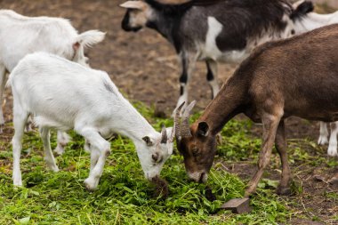 selective focus of brown goat and white cub eating grass on farm clipart