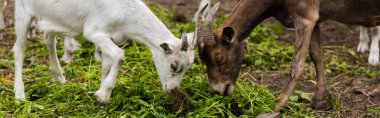 Çiftlikte otlanırken keçi ve yavrusunun yatay görüntüsü