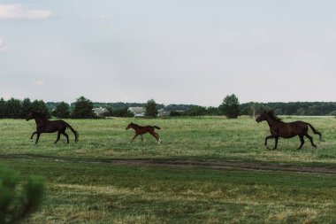 side view of horses and colt galloping on grassland  clipart