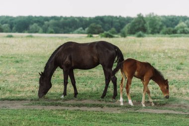 side view of brown horse with colt eating green grass while pasturing on field clipart