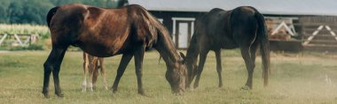 selective focus of brown horses eating grass while pasturing on field, panoramic shot clipart