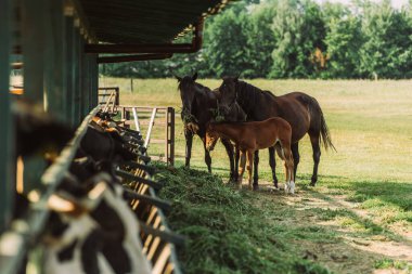 selective focus of horses with colt near cowshed and hay on farm clipart