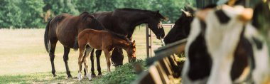 selective focus of horses with cub eating hay on farm, horizontal image clipart