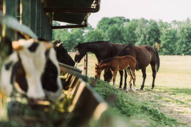 selective focus of brown horses with colt eating hay near cowshed on farm clipart