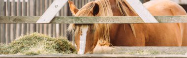 horizontal image of brown horse with white spot on head eating hay from manger clipart