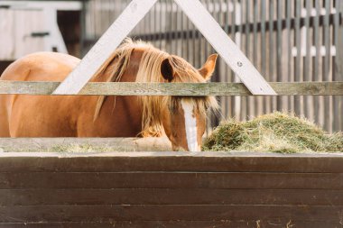brown horse with white spot on head eating hay from manger in corral clipart