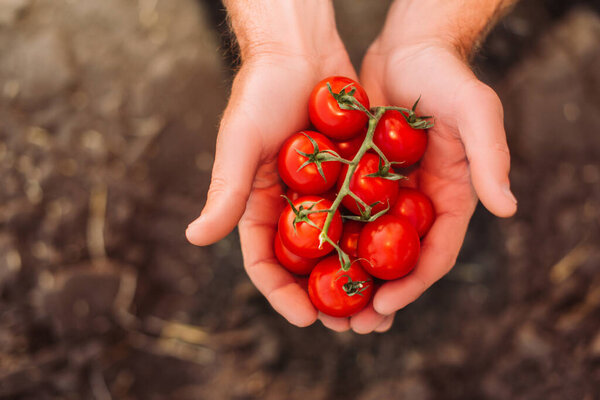 top view of rancher holding branch of red, ripe cherry tomatoes in cupped hands