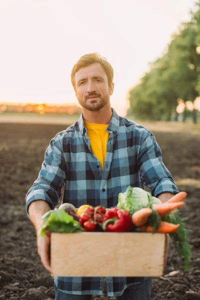 穿着格子花衬衫的农民一边拿着装有成熟蔬菜的木箱一边看着相机的选择焦点 — 图库照片
