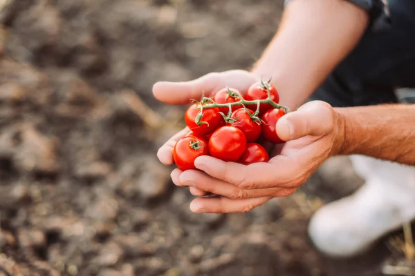 Vista Cultivada Agricultor Exploração Ramo Tomates Cereja Vermelho Mãos Chávena — Fotografia de Stock