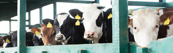 panoramic shot of spotted cows with yellow tags in cowshed on dairy farm