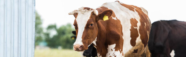 horizontal concept of brown and white cow with tag in ear on dairy farm