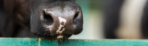 フェンスの近くの黒と白の斑点のある牛の鼻の近くのビュー水平方向の画像 — ストック写真