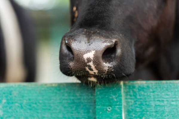 close up view of black and white spotted cow nose near wooden fence 