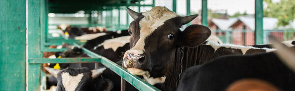 horizontal concept of spotted cow in herd near cowshed fence, selective focus