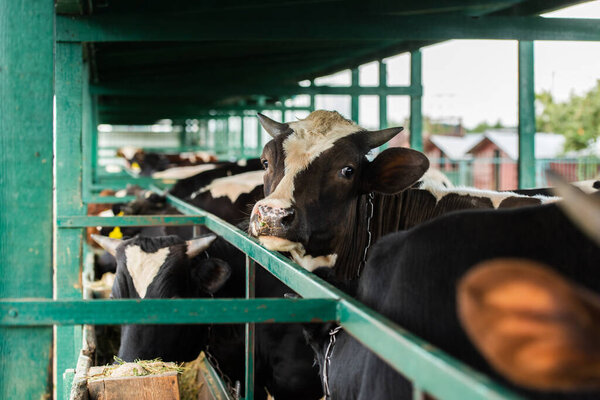 selective focus of black and white cow in herd near cowshed fence