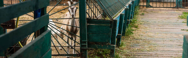 selective focus of goat with goatling in corral on farm, panoramic concept