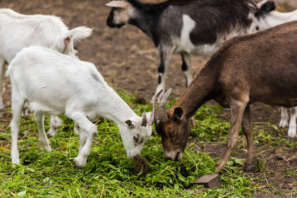 selective focus of brown goat and white cub eating grass on farm